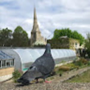 Meet your Posher, Iris